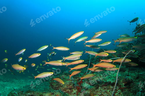 Preview: Fish On Coral Reef Underwater In Sea Ocean