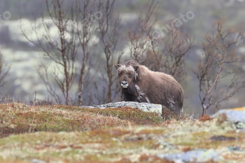 Preview: Muskox In Dovrefjell National Park, Norway