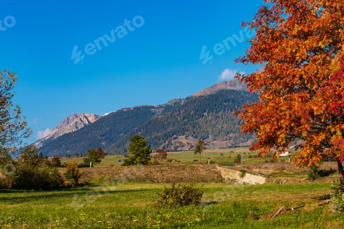 Preview: Autumn In Burgusio, Trentino-Alto Adige, Italy