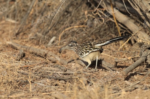 Vista previa: Roadrunner Bosque Del Apache Wildlife Refuge In New Mexico.