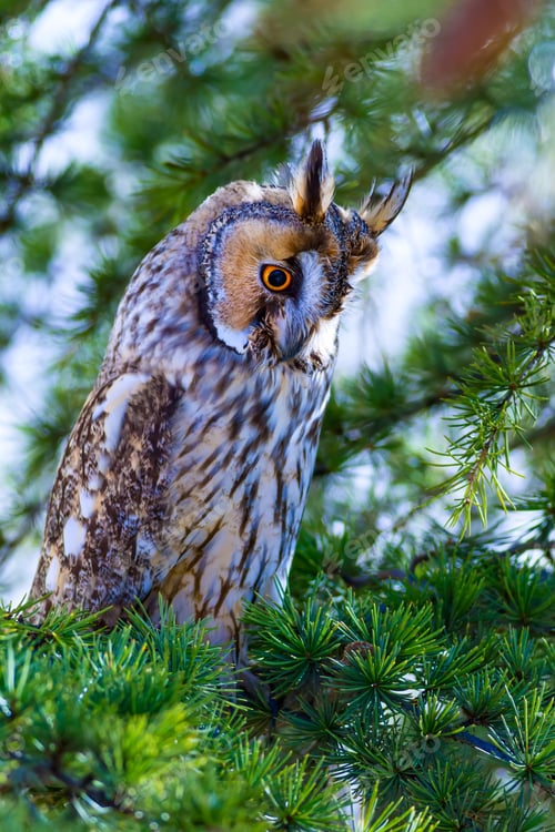 Preview: Forest And Owl. Pine Tree. Bird: Long Eared Owl. Asio Otus. Nature Background.