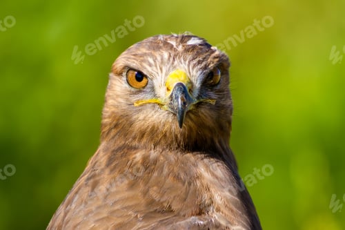 Preview: Bird Of Prey. Portrait. Green Nature Background. Bird: Common Buzzard. Buteo Buteo.