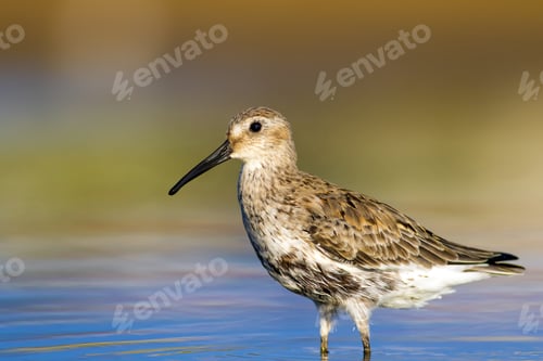Preview: Wetland And Water Bird. Colorful Nature Background. Common Water Bird: Curlew Sandpiper.