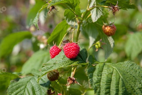 Preview: Lots Of Red Ripe Raspberries On A Bush. Close Up Of Fresh Organic Berries With Green Leaves On