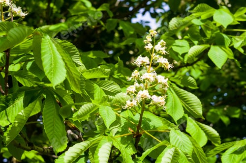 Preview: Flowering Branches Of Chestnut Castanea Sativa Tree, And Bright Blue Sky