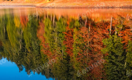 Preview: Autumn Forest Reflection In Lake. Beautiful And Vivid Background With Colorful Foliage And Abstract