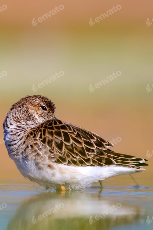 Preview: Cute Water Bird Is Sleeping. Natural Wetland Background. Common Water Bird: Ruff. Philomachus