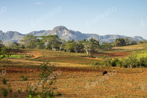 Preview: View Of Fields, Mogotes And Palms In Vinales Valley, Cuba