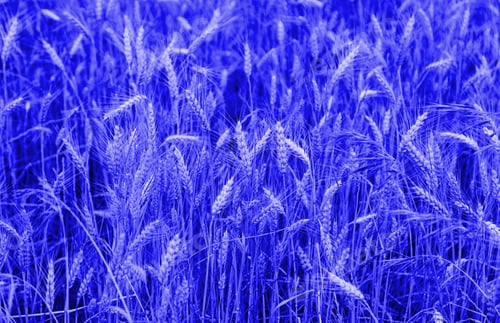 Preview: Wheat Field, Detail Of A Plantation Of Cereals