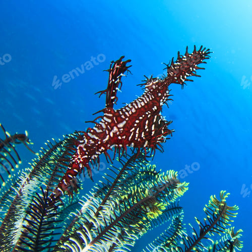 Preview: Ornate Ghost Pipefish