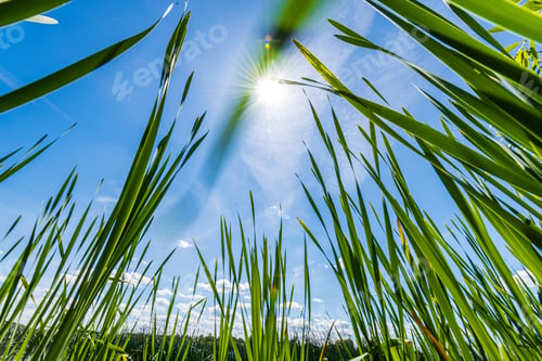 Preview: Foliage Leaf Grass Texture In Green Sunny Summer Time. Nature Background Fill