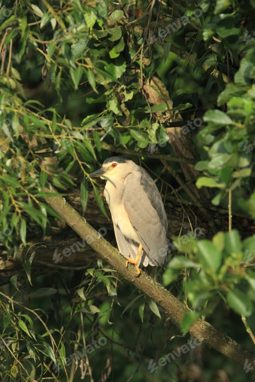 Preview: Black-Crowned Night Heron (Nycticorax Nycticorax) Baden Württemberg Germany