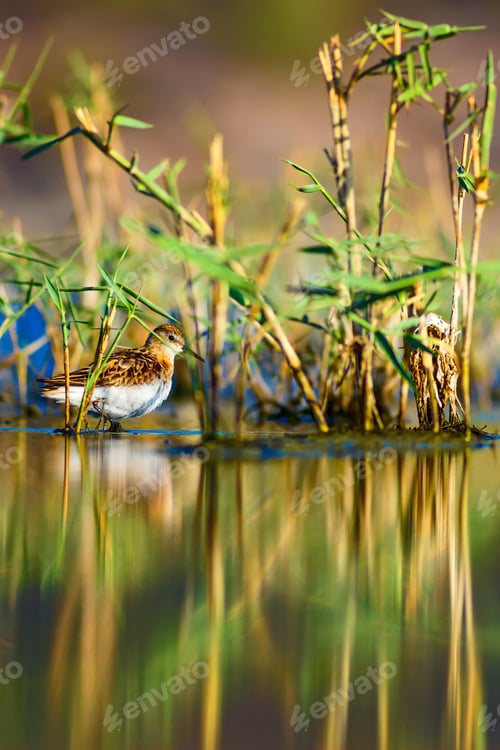 Preview: Water Bird. Wetland. Natural Background.