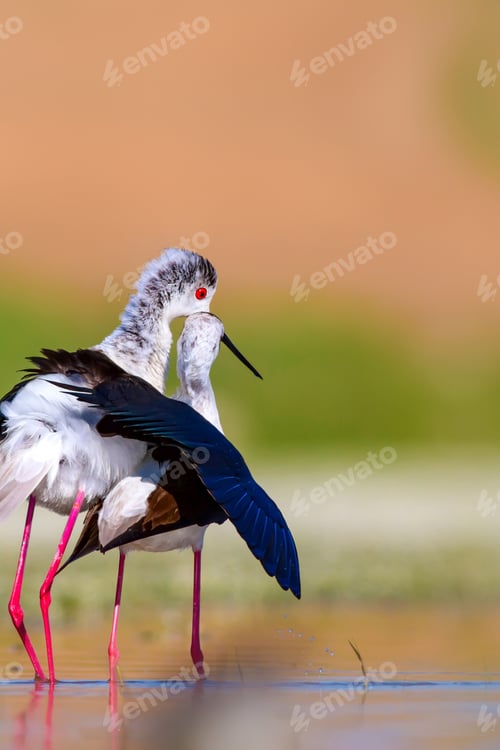 Preview: Cute Bird'S Mating. Common Water Birds. Bird; Black Winged Stilt. Himantopus Himantopus. Colorful