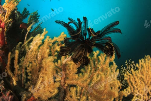 Preview: Coral Reef And Fish Underwater