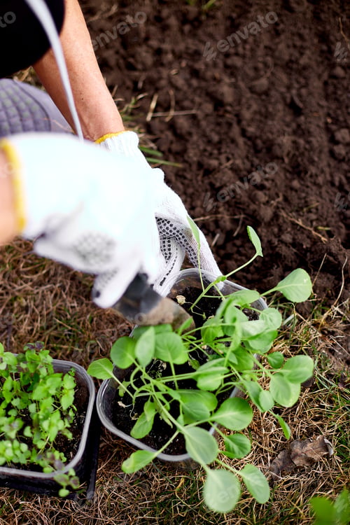 Preview: Woman'S Hands In Gloves Planting A Cabbage Seedling In Ground, Working On Farm, Work In The Garden