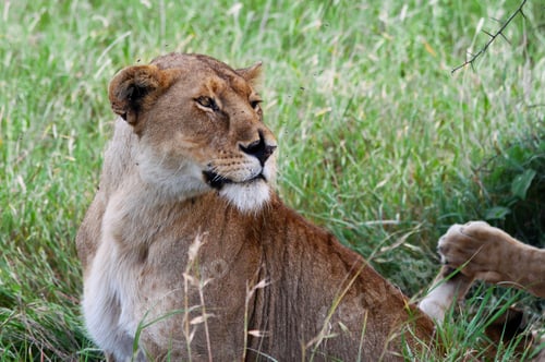 Preview: African Lioness In The Serengeti National Park, Tanzania