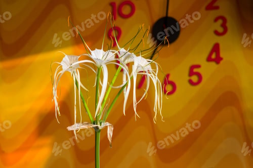 Preview: Caribbean Spider-Lily, Unique Style White Flower On Multicolored Background