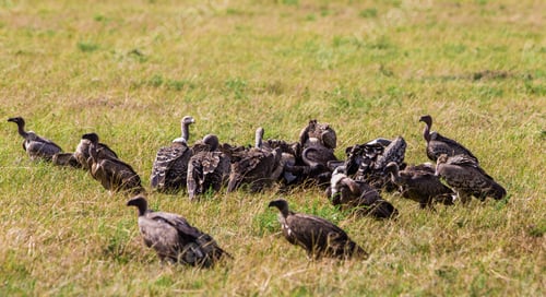 Preview: Vultures In The Maasai Mara National Park, Kenya