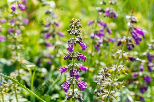 Preview: Purple Salvia Horminum On Green Flowerbed. Medicinal And Aromatic Plants In The Garden.