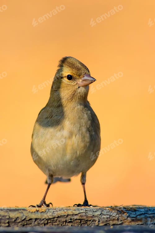 Preview: Cute Little Bird. Natural Background. Bird: Common Chaffinch. Fringilla Coelebs.