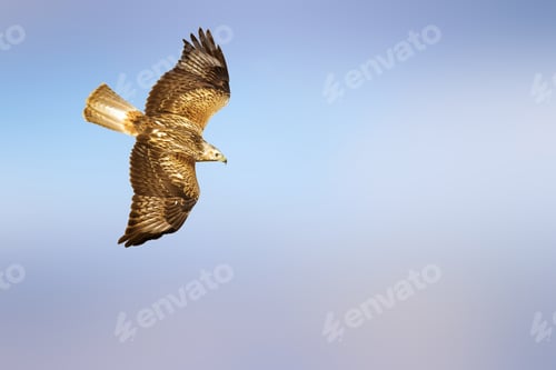Preview: Bird Of Prey. Isolated Bird. Blue Sky Background.