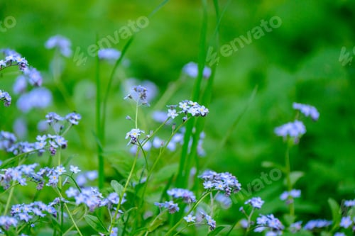 Preview: Green Summer Meadow Abstract Texture With Flowers And Grass