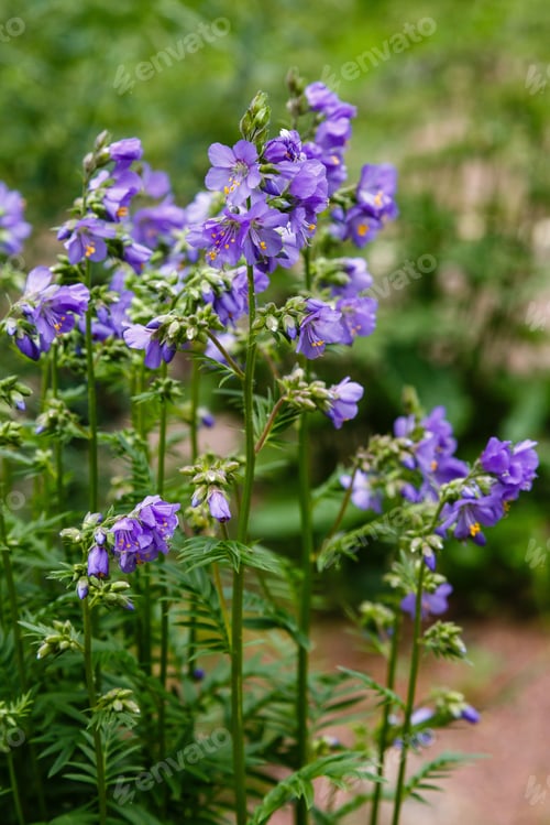 Preview: Polemonium Caeruleum, Known As Jacob'S-Ladder Or Greek Valerian, Is A Hardy Perennial Flowering