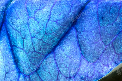 Preview: Codiaeum Leaves With Beautiful Vein And Details - Inverted Colors