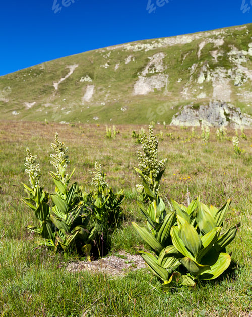 Preview: White Hellebore (Veratrum Album) Poisonous Mountain Flower