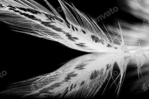 Preview: Guinea Hen Feather With Dark Background