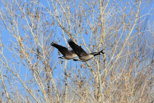 Preview: Canada Goose (Branta Canadensis) New Mexico