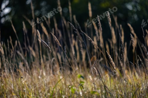 Preview: Grass Bents Abstract Nature Texture With Blur Background And Autumn Colors