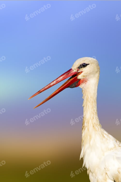 Preview: Cute Bird Stork. Colorful Nature Background. Bird: White Stork. Ciconia Ciconia.