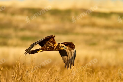 Preview: Flying Wild Bird. Yellow Nature Background.