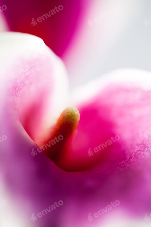 Preview: Abstract, Macro Photography Of Calla Flower With Details And Soft Focus