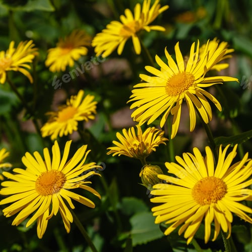 Preview: Yellow Flowers Of Daisies. Yellow Daisies (Lat. Doronicum) In Springtime. Gardening Concept. Floral
