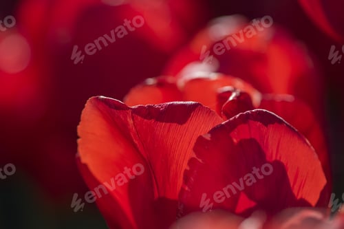 Preview: Abstract Photo With Red Tulip Petals