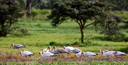 Preview: Yellow-Billed Storks (Mycteria Ibis) At Lake Naivasha, Kenya