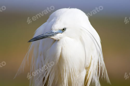 Preview: Beautiful White Heron. Colorful Nature Background. Heron Bird: Little Egret. Egretta Garzetta.