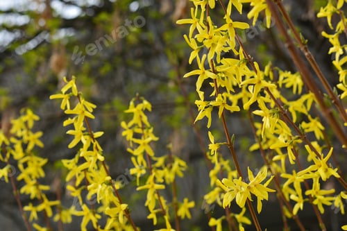 Bright Yellow Forsythia Blooming in Springtime