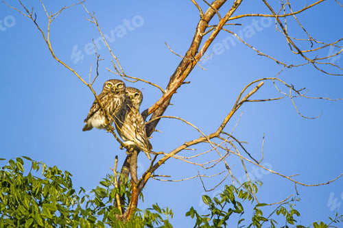 Preview: Little Owls On Tree Blue Sky Background Little Owl / Athene Noctua