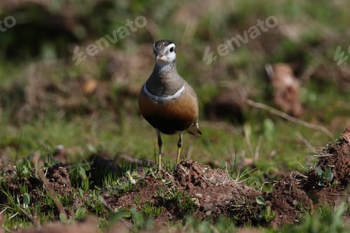 Preview: Eurasian Dotterel (Charadrius Morinellus) Helgoland, Germany