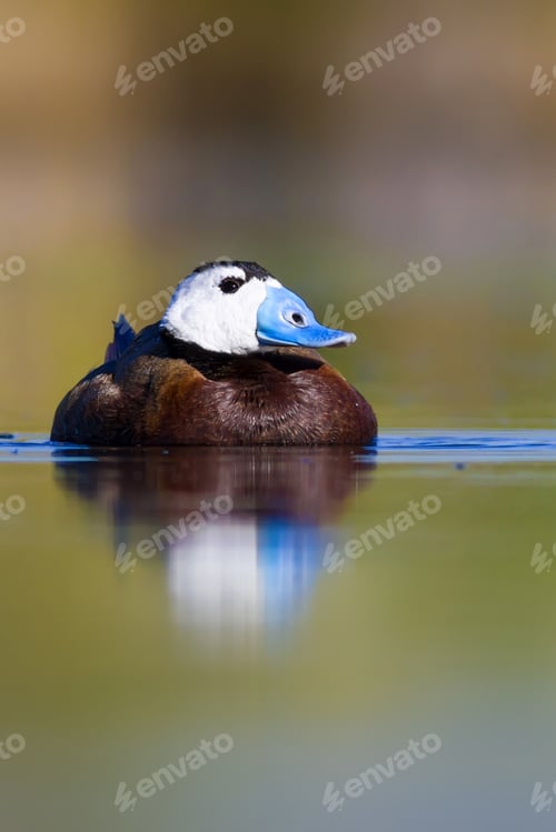 Preview: Swimming Duck. Colorful Lake Background. Bird: White Headed Duck. Oxyura Leucocephala.