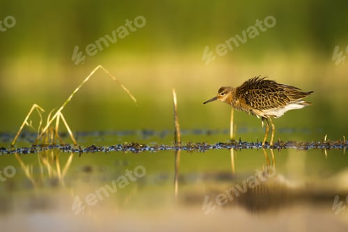 Preview: Nature Habitat And Water Bird. Feeding Bird. Green Yellow Nature Background. Common Water Bird