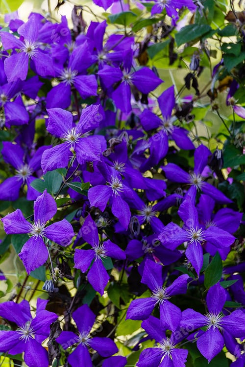 Preview: Flowers Perennial Vines Of Clematis In The Garden. Growing Clematis. Blooming Clematis.