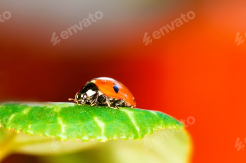 Preview: Cute Animal Ladybird. Natural Background.