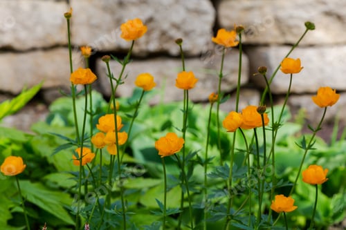 Preview: The Globeflower. Yellow Flowers Trollius Or Globeflower.(Lat. Tróllius) — A Genus Of Perennial