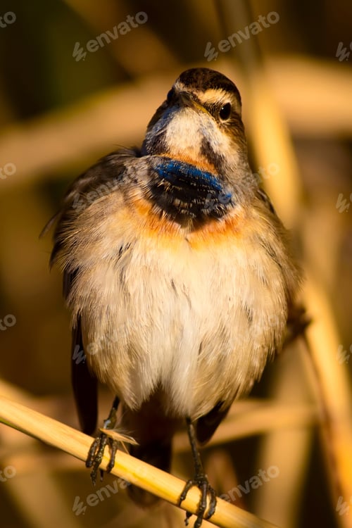 Preview: Cute Bird. Colorful Natural Background. Bird: Common Bird Bluethroat. Luscinia Svecica.