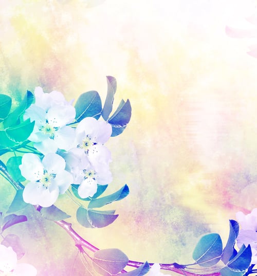 Preview: Spring Landscape. Flowering Pear. Spring Flowering Garden.